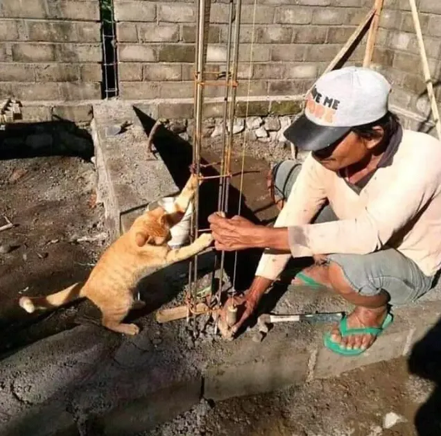 Ternyata Jadi Kucing itu Susah lo, Kerjanya Nggak Cuma Goleran dan Bikin Kesel Aja Kok~ 9