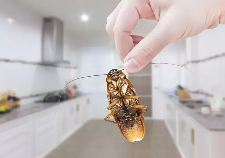 Masalah yang Selalu Muncul Setiap Kita Berurusan dengan Kecoak. Sulit Lawan Hewan Immortal! 8