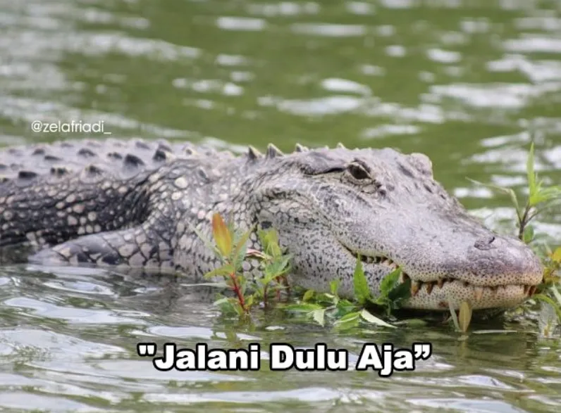 11 Kumpulan Meme Kocak Seekor Buaya. Duh, Pas Banget sama Omongan para Lelaki yang Nggak Beres~ 15