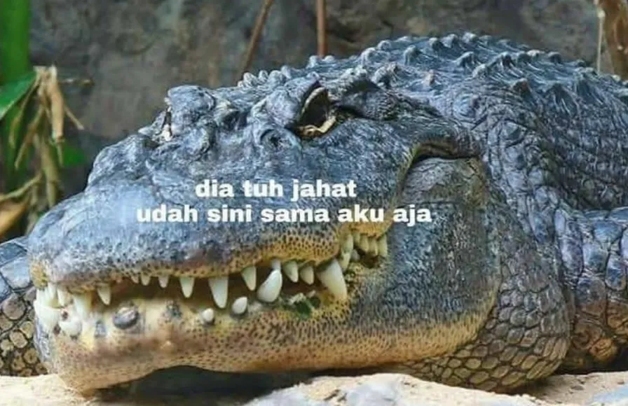 11 Kumpulan Meme Kocak Seekor Buaya. Duh, Pas Banget sama Omongan para Lelaki yang Nggak Beres~ 16