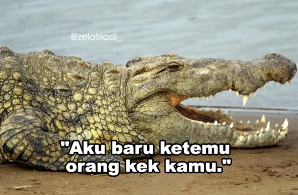 11 Kumpulan Meme Kocak Seekor Buaya. Duh, Pas Banget sama Omongan para Lelaki yang Nggak Beres~ 19