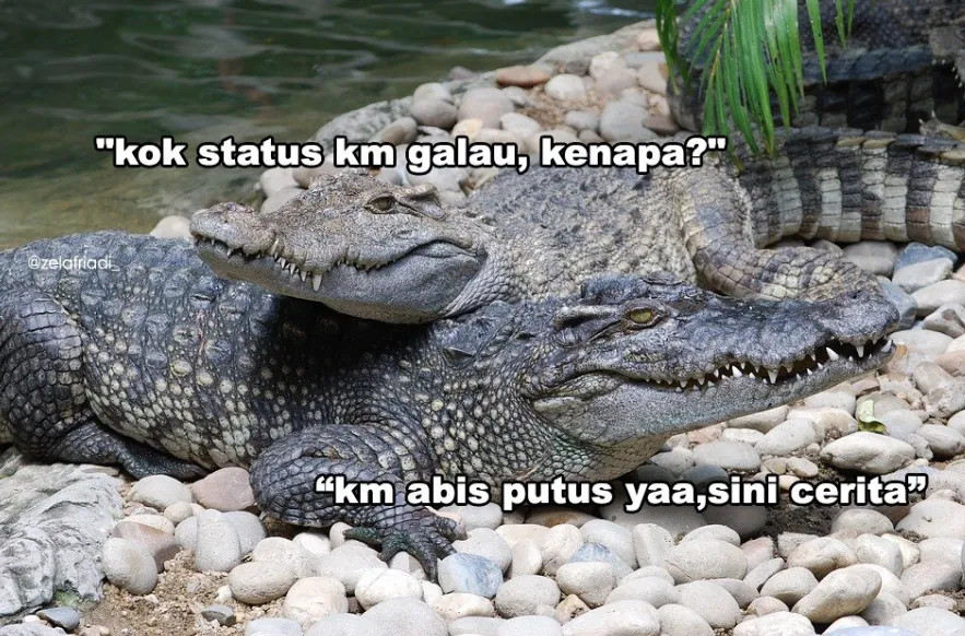 11 Kumpulan Meme Kocak Seekor Buaya. Duh, Pas Banget sama Omongan para Lelaki yang Nggak Beres~ 20