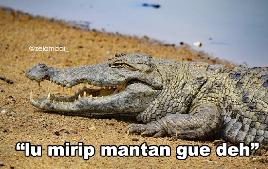 11 Kumpulan Meme Kocak Seekor Buaya. Duh, Pas Banget sama Omongan para Lelaki yang Nggak Beres~ 22