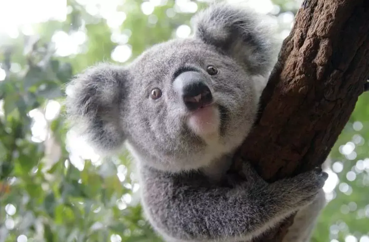 5 Ide Seru Ajak Anak ‘Liburan’ ke Australia dari Rumah. Setelah Pandemi, Bisa Ajak Langsung Bertemu Binatang Favoritnya! 9