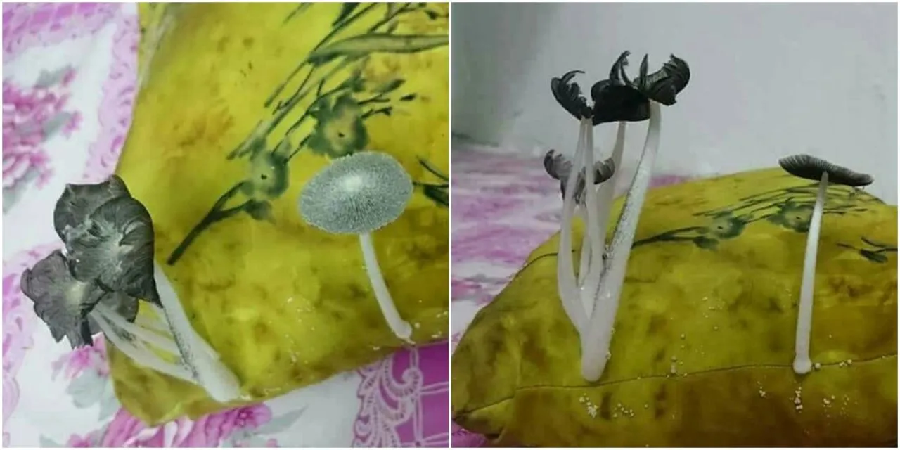 Dari Sekolah Sampai Kamar Kos, Begini Penampakannya Setelah Lama Ditinggalkan. Efek Pandemi :( 18