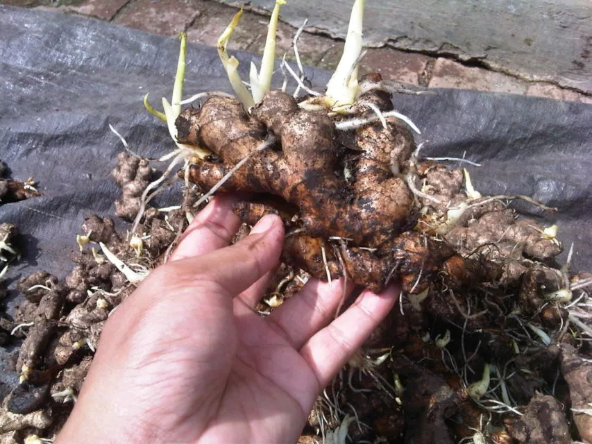 Cara Menanam Jahe Sendiri di Rumah. Meski Cuma Pakai Pot atau Karung, Hasil Panennya Melimpah 13