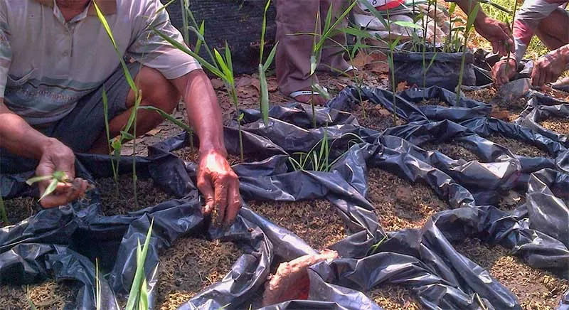 Cara Menanam Jahe Sendiri di Rumah. Meski Cuma Pakai Pot atau Karung, Hasil Panennya Melimpah 16