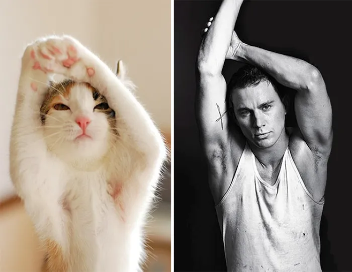 11 Potret Kucing Mirip Artis ini Bikin Gemas. Oh Jadi ini Yang Namanya Kembar Beda Makhluk~ 15