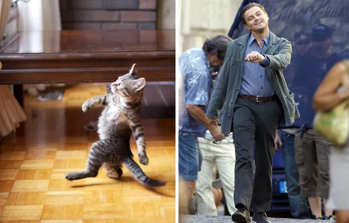 11 Potret Kucing Mirip Artis ini Bikin Gemas. Oh Jadi ini Yang Namanya Kembar Beda Makhluk~ 12