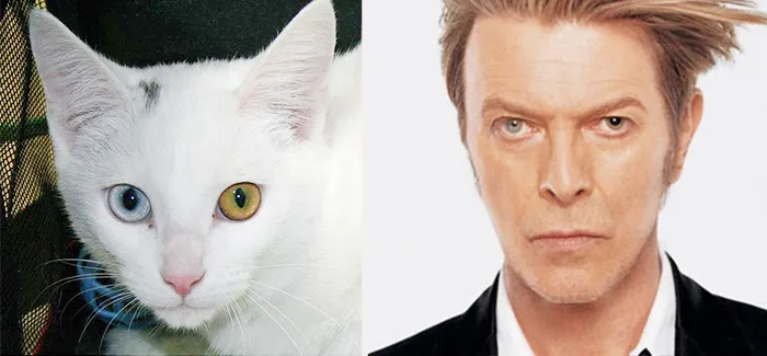 11 Potret Kucing Mirip Artis ini Bikin Gemas. Oh Jadi ini Yang Namanya Kembar Beda Makhluk~ 16