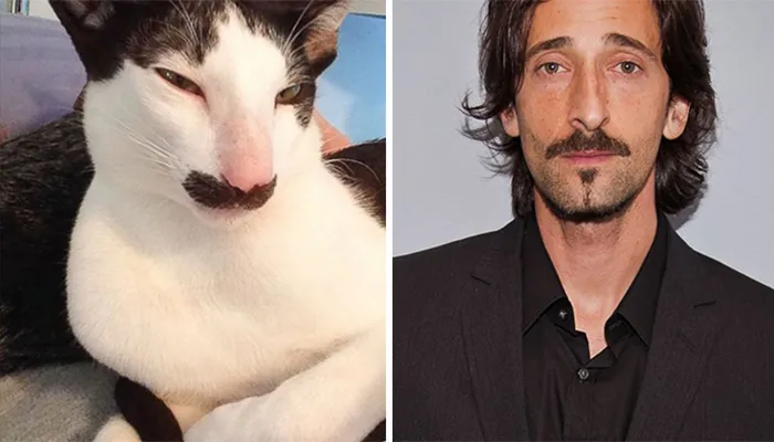 11 Potret Kucing Mirip Artis ini Bikin Gemas. Oh Jadi ini Yang Namanya Kembar Beda Makhluk~ 13