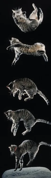 Mengupas Tuntas Ungkapan 'Kucing Punya Sembilan Nyawa', Mulai Asal Usulnya sampai Fakta-faktanya 4
