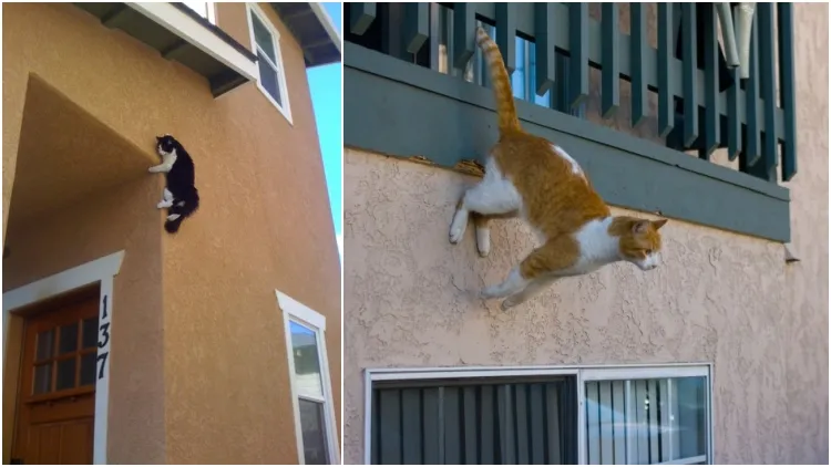 Mengupas Tuntas Ungkapan ‘Kucing Punya Sembilan Nyawa’, Mulai Asal Usulnya sampai Fakta-faktanya