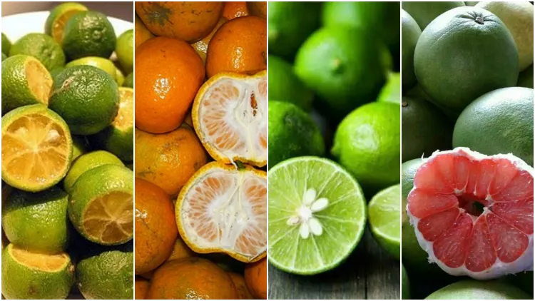 9 Kreasi Es Jeruk yang Jarang Dijual yang Segar 11