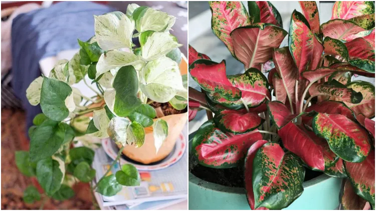 11 Varietas Tanaman Hias Daun yang Warnanya Nggak Hijau Melulu. Jelas Bikin Cantik Rumahmu!