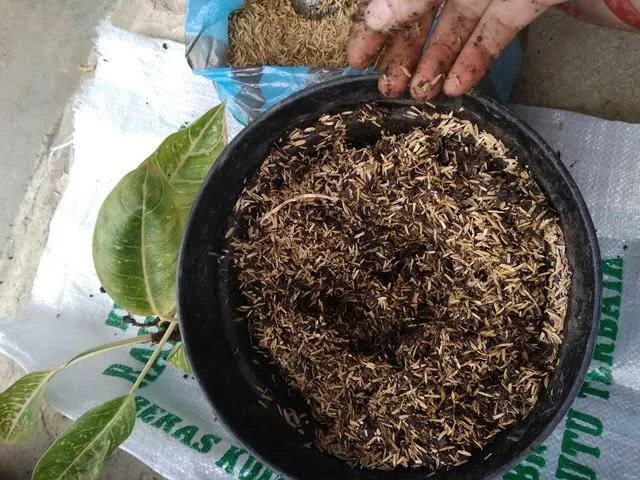 Cara Menanam Jahe Sendiri di Rumah. Meski Cuma Pakai Pot atau Karung, Hasil Panennya Melimpah 15