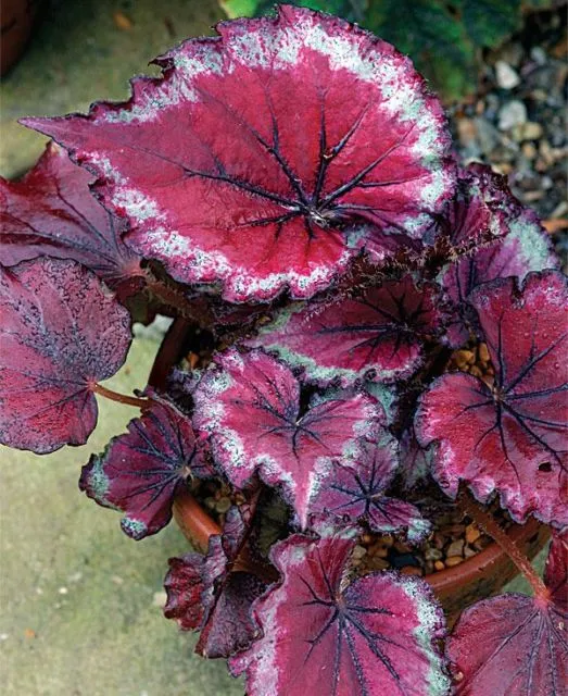 11 Varietas Tanaman Hias Daun yang Warnanya Nggak Hijau Melulu. Jelas Bikin Cantik Rumahmu! 20
