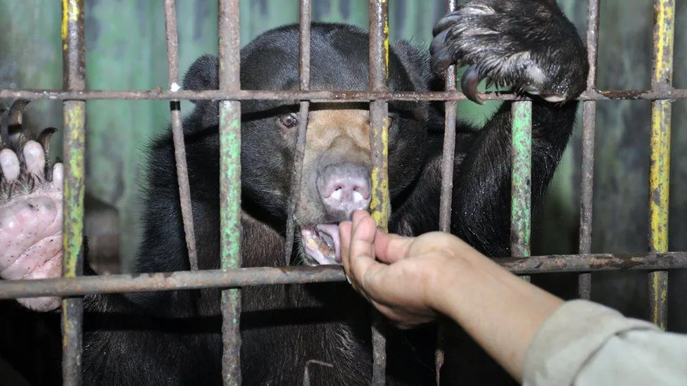 Lama Nggak Dikunjungi, Satwa di Kebun Binatang Kaget Kalau Lihat Orang. Begini Nasibnya Saat Pandemi 5