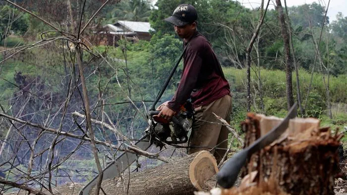 Setiap Enam Detik, Hutan Seluas Lapangan Bola Rusak. Pandemi Gini Ternyata Bikin Makin Parah! 6