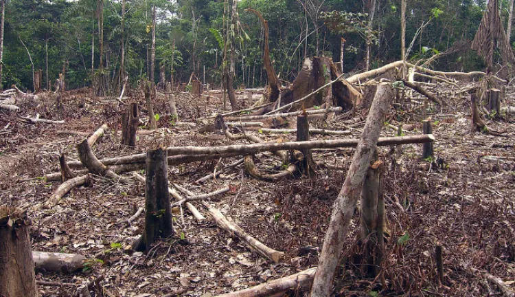 Setiap Enam Detik, Hutan Seluas Lapangan Bola Rusak. Pandemi Gini Ternyata Bikin Makin Parah! 4