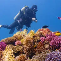 5 Ide Seru Ajak Anak ‘Liburan’ ke Australia dari Rumah. Setelah Pandemi, Bisa Ajak Langsung Bertemu Binatang Favoritnya!