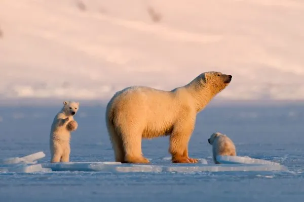 Mengintip Kota Arktik Longyearbyen di Norwegia yang Melarang Warganya Meninggal. Apa Alasannya? 7