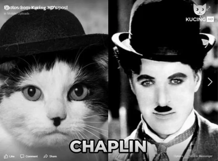 11 Potret Kucing Mirip Artis ini Bikin Gemas. Oh Jadi ini Yang Namanya Kembar Beda Makhluk~ 18