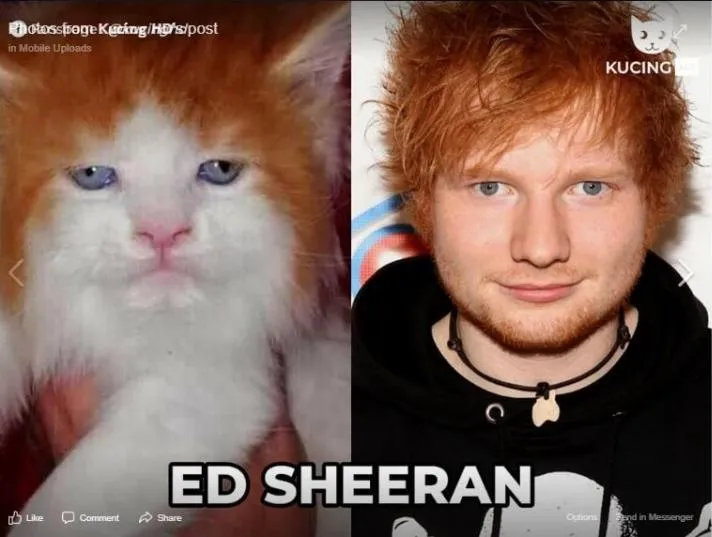 11 Potret Kucing Mirip Artis ini Bikin Gemas. Oh Jadi ini Yang Namanya Kembar Beda Makhluk~ 19