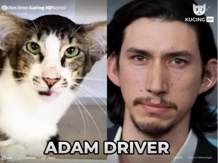 11 Potret Kucing Mirip Artis ini Bikin Gemas. Oh Jadi ini Yang Namanya Kembar Beda Makhluk~ 21