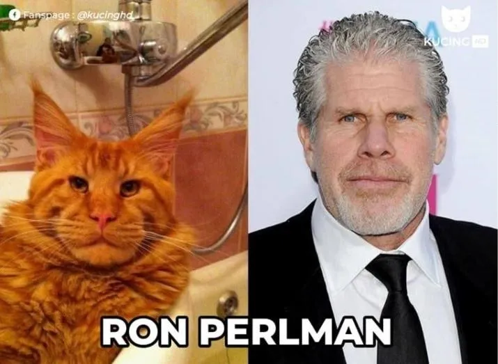 11 Potret Kucing Mirip Artis ini Bikin Gemas. Oh Jadi ini Yang Namanya Kembar Beda Makhluk~ 22