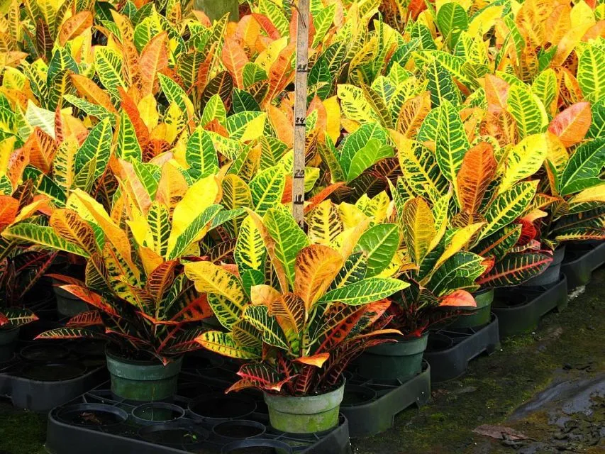 11 Varietas Tanaman Hias Daun yang Warnanya Nggak Hijau Melulu. Jelas Bikin Cantik Rumahmu! 17