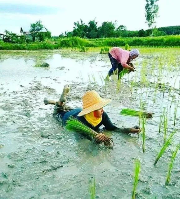11 Kelakuan Kocak Orang Saat Bercocok Tanam. Mumpung Masih di Rumah Aja, Ayo Menanam yang Betul! 19