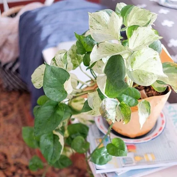 11 Varietas Tanaman Hias Daun yang Warnanya Nggak Hijau Melulu. Jelas Bikin Cantik Rumahmu! 14