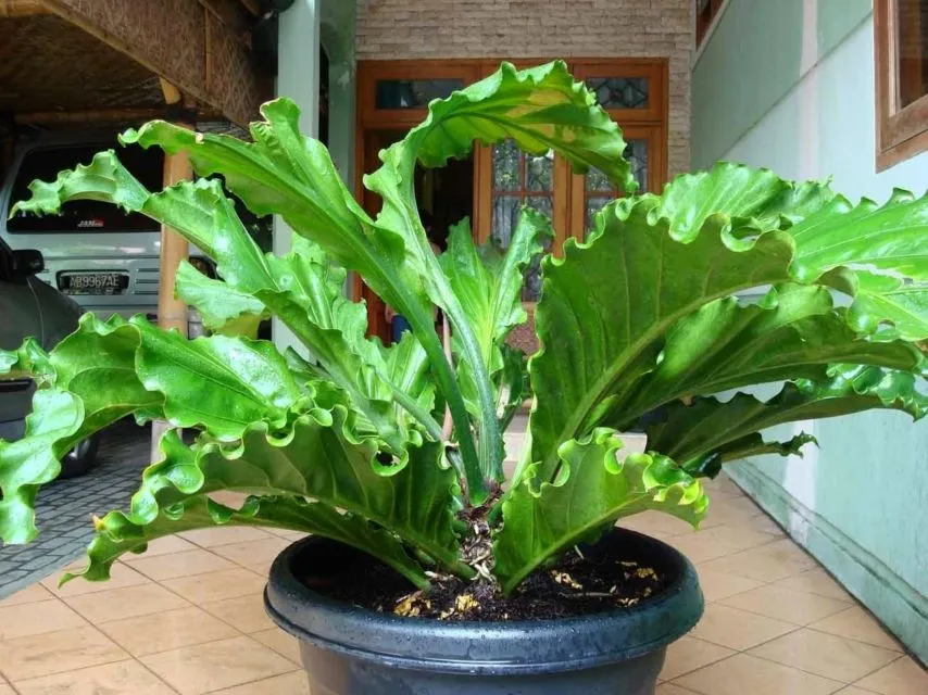 11 Varietas Tanaman Hias Daun yang Warnanya Nggak Hijau Melulu. Jelas Bikin Cantik Rumahmu! 12