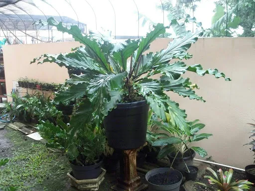 Belajar Dari Gelombang Cinta, Ini yang Harus Kamu Waspadai Dari Viralnya Uang Koin Kelapa Sawit 5