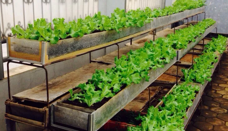 Tren Berkebun di Tengah Pandemi: Mudah, Menyenangkan, Hasilnya pun Bisa Dikonsumsi Sendiri 8