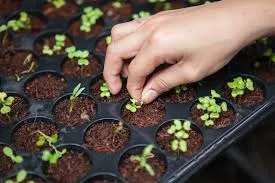 Tren Berkebun di Tengah Pandemi: Mudah, Menyenangkan, Hasilnya pun Bisa Dikonsumsi Sendiri 7