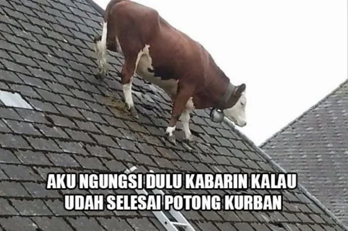 11 Siasat Cerdik Hewan Kurban Agar Terhindar dari Penyembelihan. Keselamatan Diri Wajib Dijaga! 20