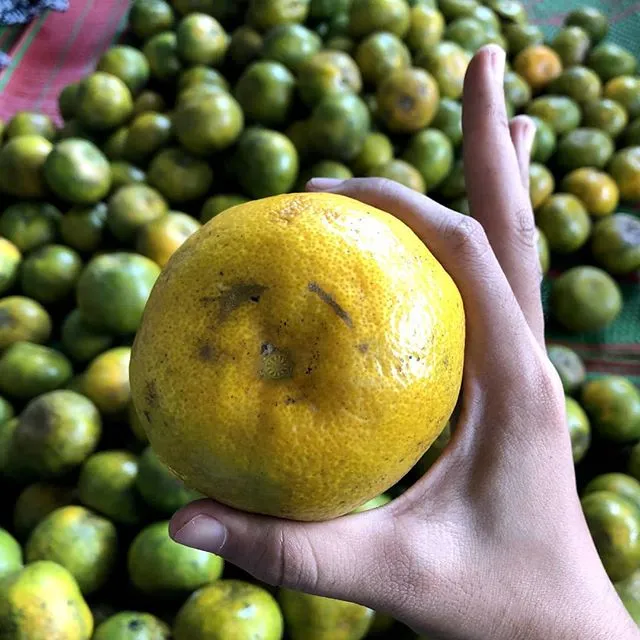 Cara Memilih Buah Jeruk Lokal yang Manis dan Banyak Airnya. Bisa Dicek dari Tekstur Kulitnya 28