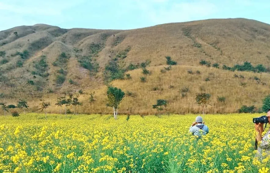 Hamparan Bunga Indah di Bondowoso yang Mirip dengan Pulau Jeju, Korea. Indah Banget Sih! 6