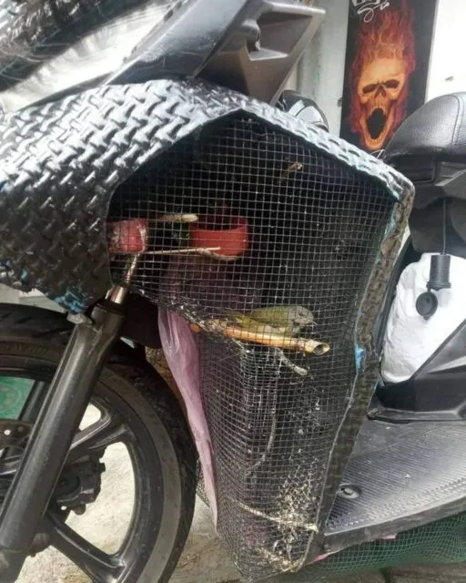 11 Kandang Paling Kocak yang Pernah Dibuat. Hewan Aja Mungkin Bingung Lihat ini, Apalagi Manusia 21