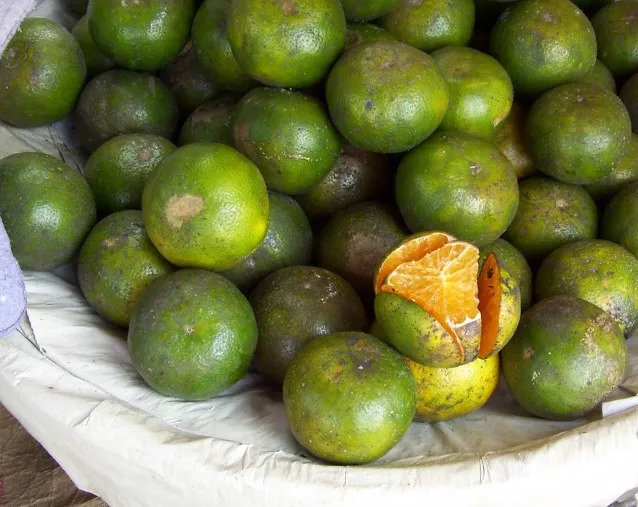 Cara Memilih Buah Jeruk Lokal yang Manis dan Banyak Airnya. Bisa Dicek dari Tekstur Kulitnya 25