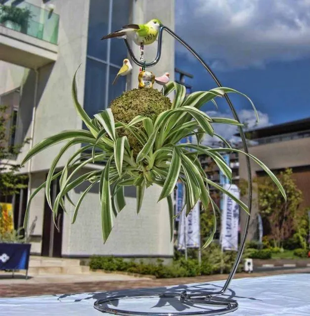 10 Jenis Tanaman Hias Gantung Buat Indoor & Outdoor 13