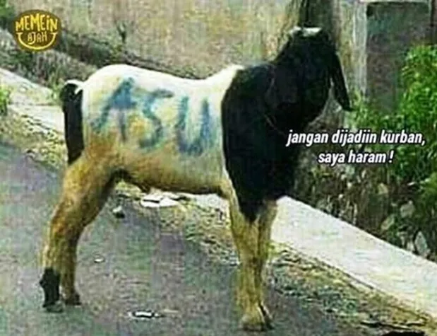 11 Siasat Cerdik Hewan Kurban Agar Terhindar dari Penyembelihan. Keselamatan Diri Wajib Dijaga! 14