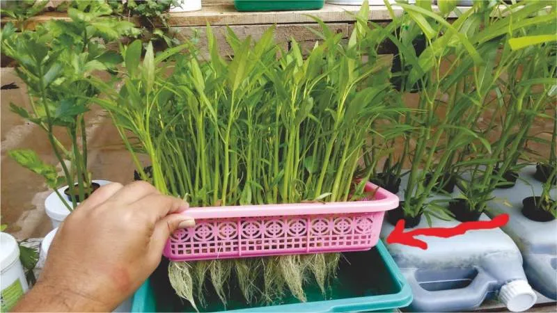 5 Tanaman Hidroponik yang Cepat Panen Plus Cara Merawatnya. Gampang dan Cocok untuk Pemula 29