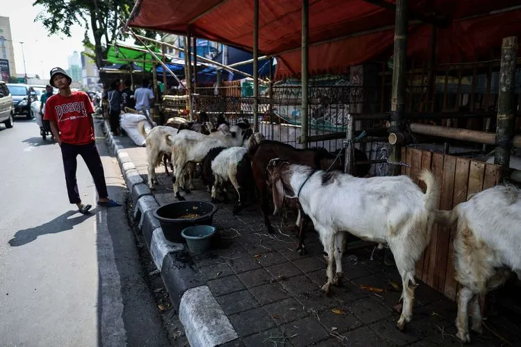 5 Tips Memilih Hewan Kurban Sesuai Syariat buat yang Ingin Beli Dadakan dan Belum Sempat Pesan 15