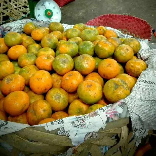 Cara Memilih Buah Jeruk Lokal yang Manis dan Banyak Airnya. Bisa Dicek dari Tekstur Kulitnya 16