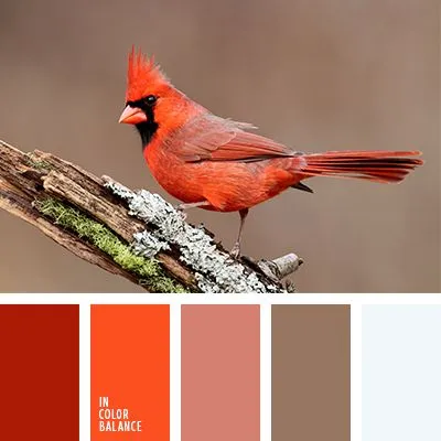 Terinspirasi dari Hewan, Ini Kombinasi Warna yang Tepat Buat Mempercantik Penampilanmu! 13
