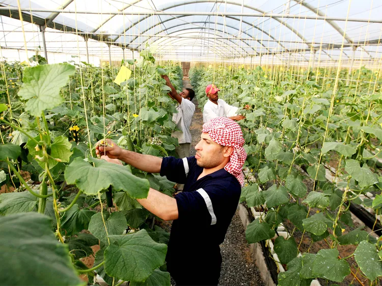 5 Tanaman Hidroponik yang Cepat Panen Plus Cara Merawatnya. Gampang dan Cocok untuk Pemula 23 tanaman hidroponik
