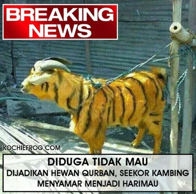 11 Siasat Cerdik Hewan Kurban Agar Terhindar dari Penyembelihan. Keselamatan Diri Wajib Dijaga! 17